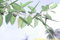 Gymnema sylvestre